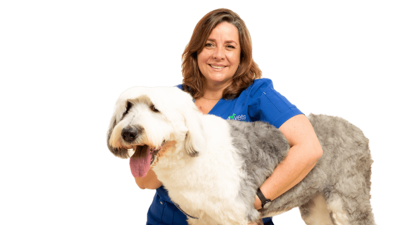 Consulta veterinaria virtual